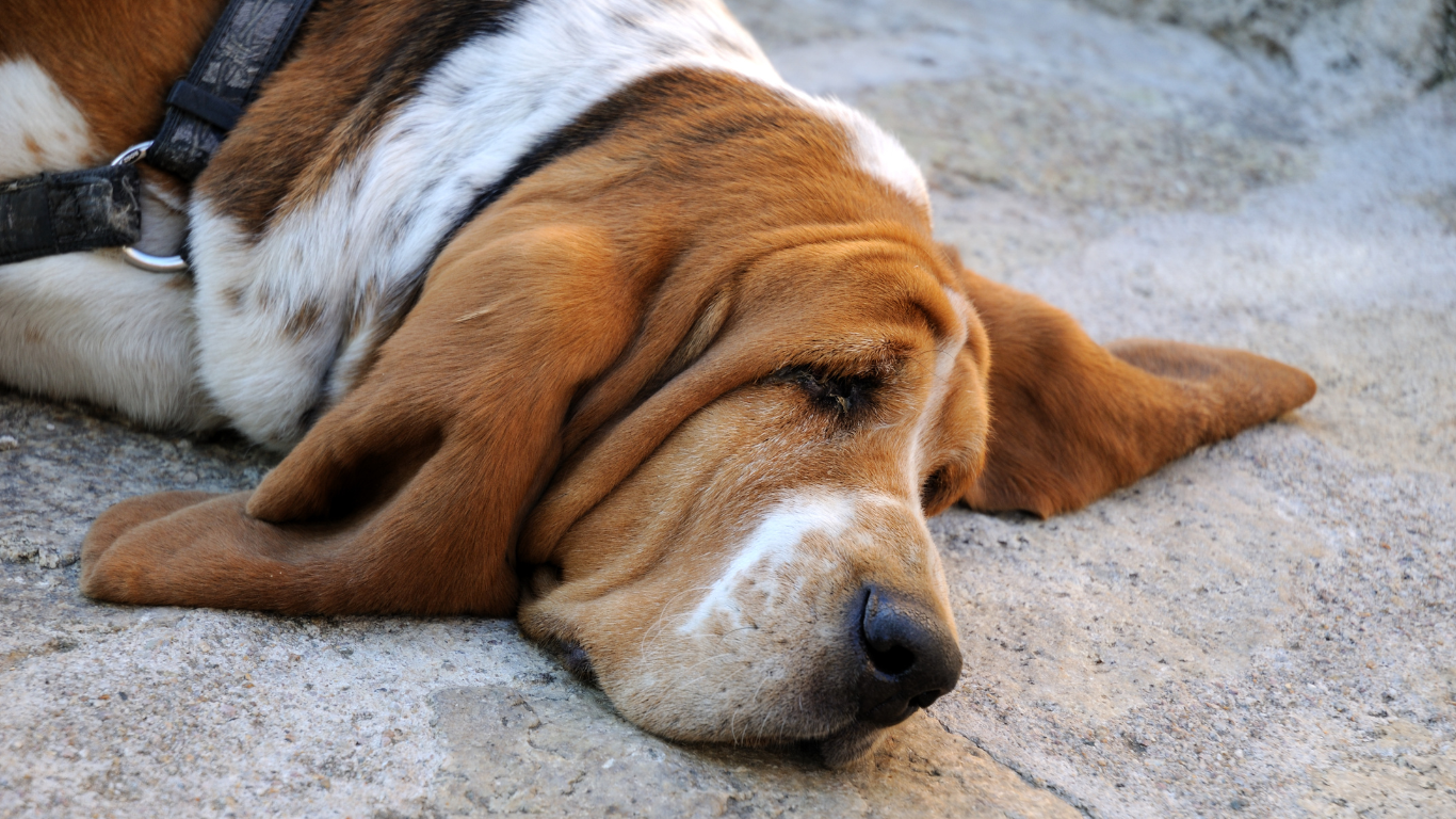 Hypothyreose Hund