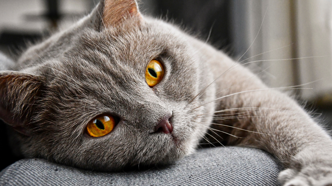 Die Sprache der Katze – Teil 3: Die Pupillenform