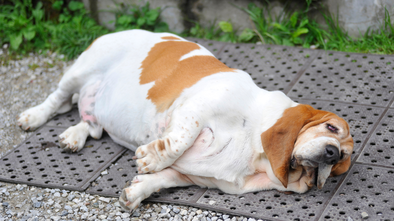 Übergewichtiger Hund liegt auf dem Boden