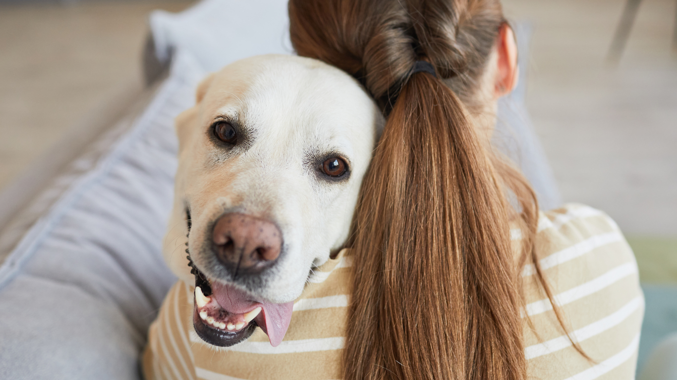 Verängstigter Hund wird im Arm gehalten