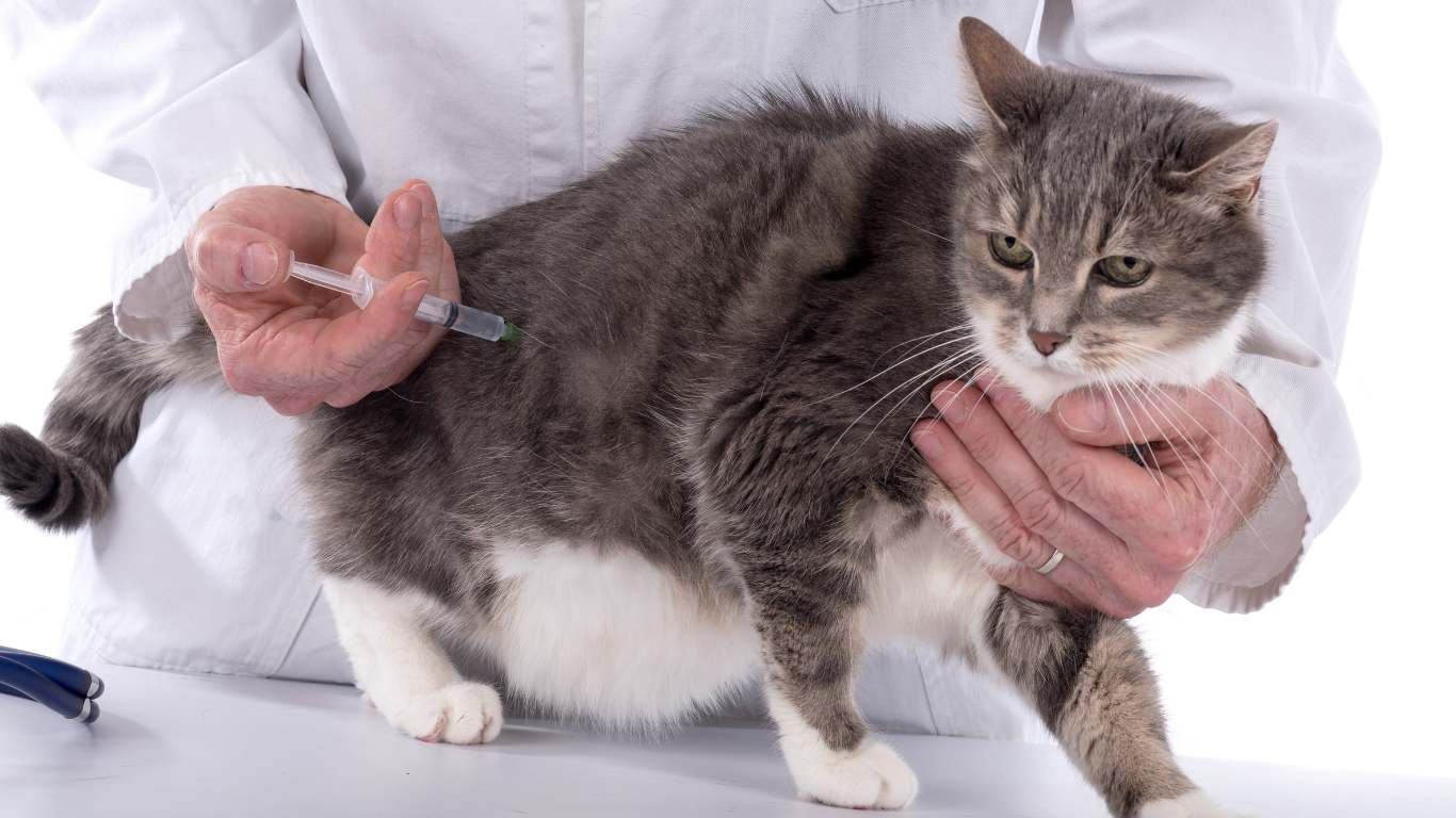 Katze bekommt Spritze