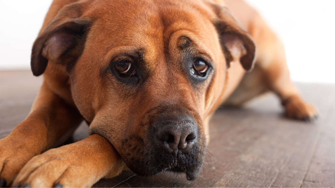 Hund liegt auf Boden mit traurigen Augen