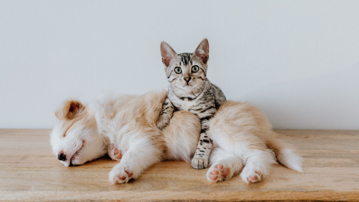 Hund schläft, Katze liegt auf ihm