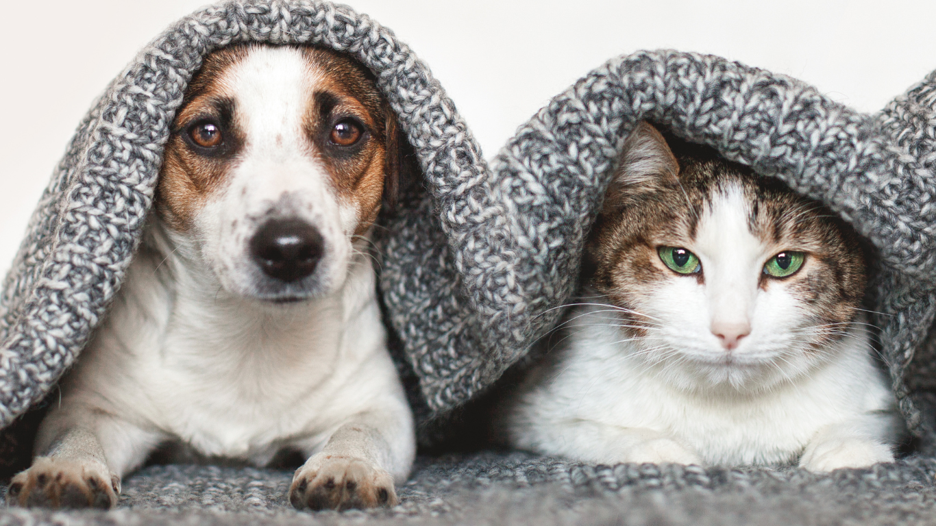 Hund und Katze unter einer Decke