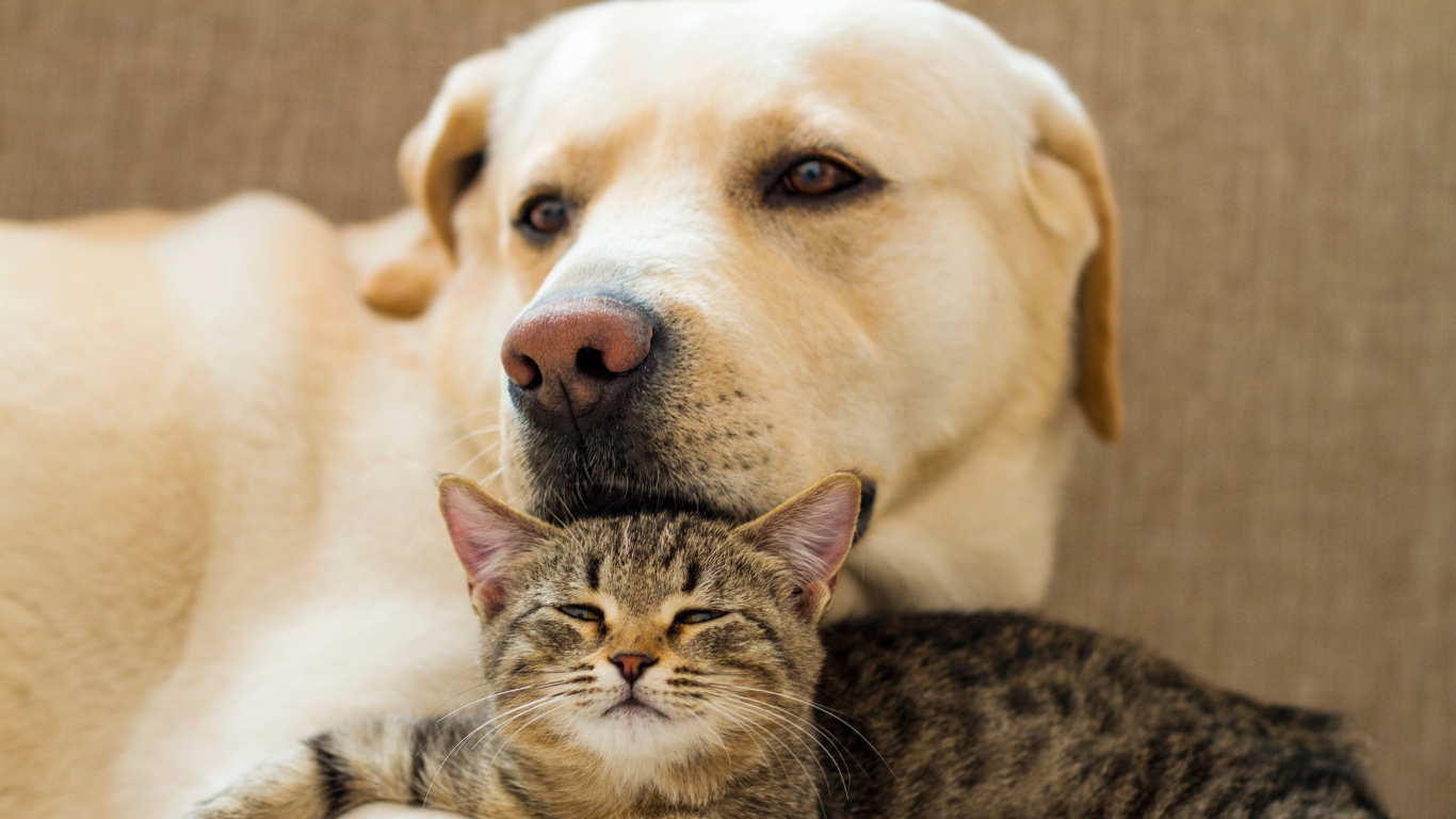 Hund und Katze schauen schlapp