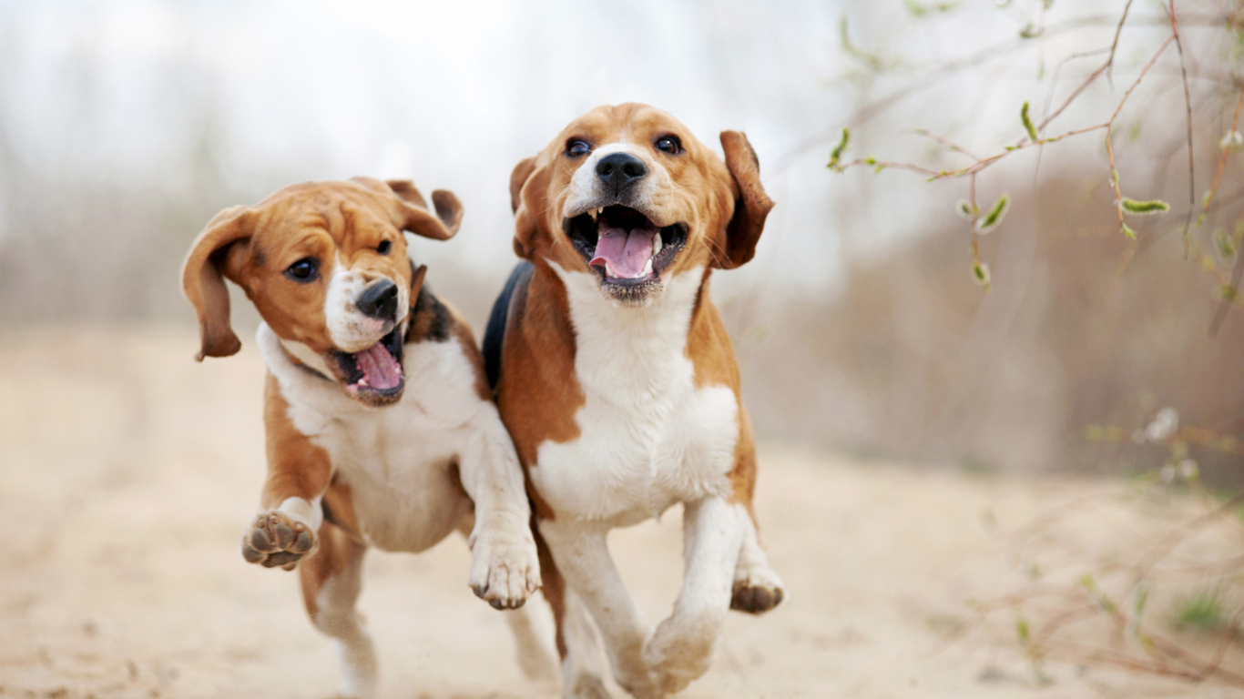 Hunde rennen draußen auf den Betrachter zu