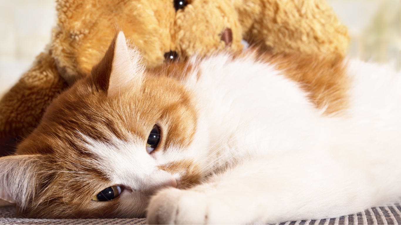 Katze liegt mit Kuscheltier