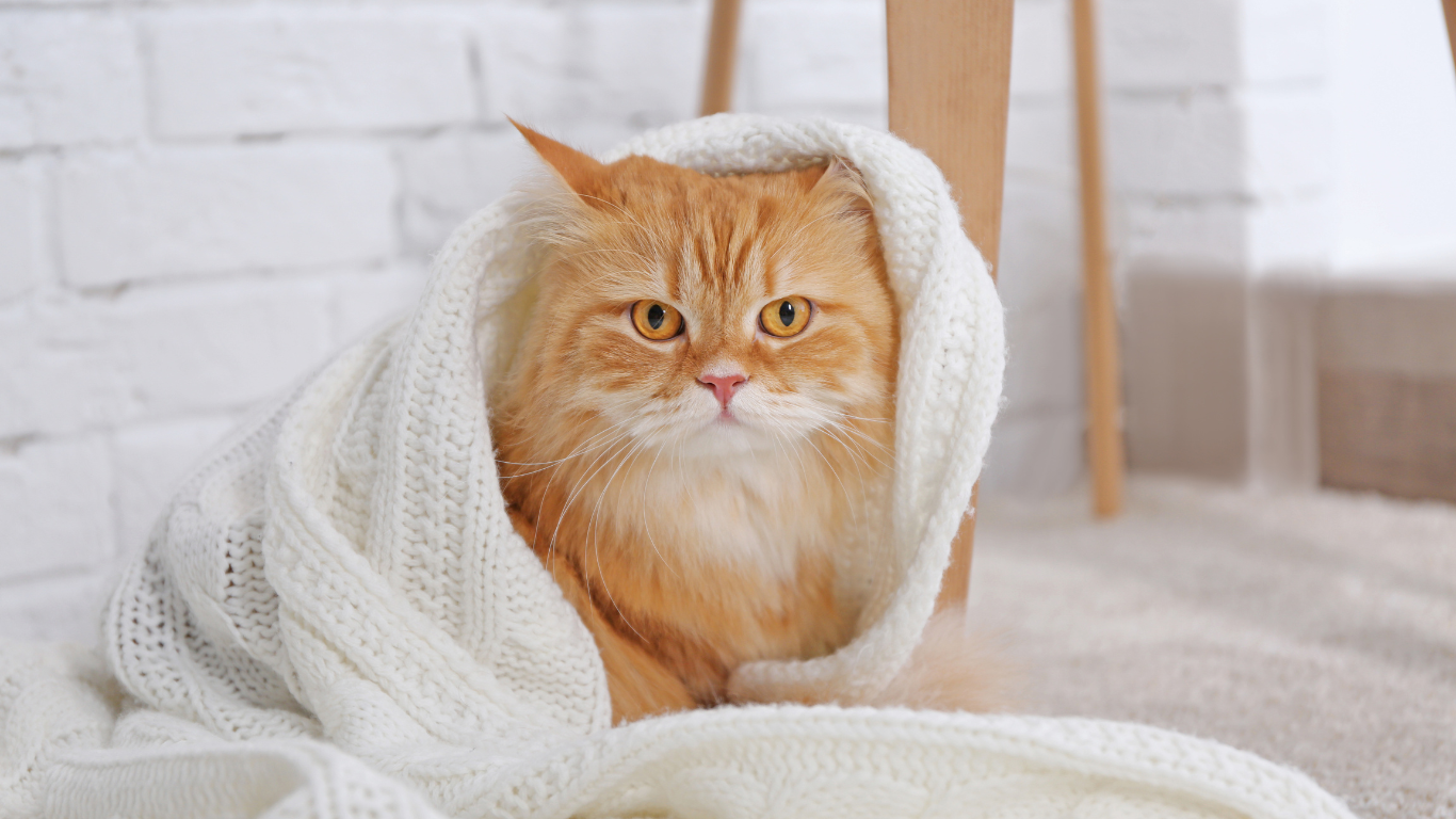 Katze von Decke umwickelt