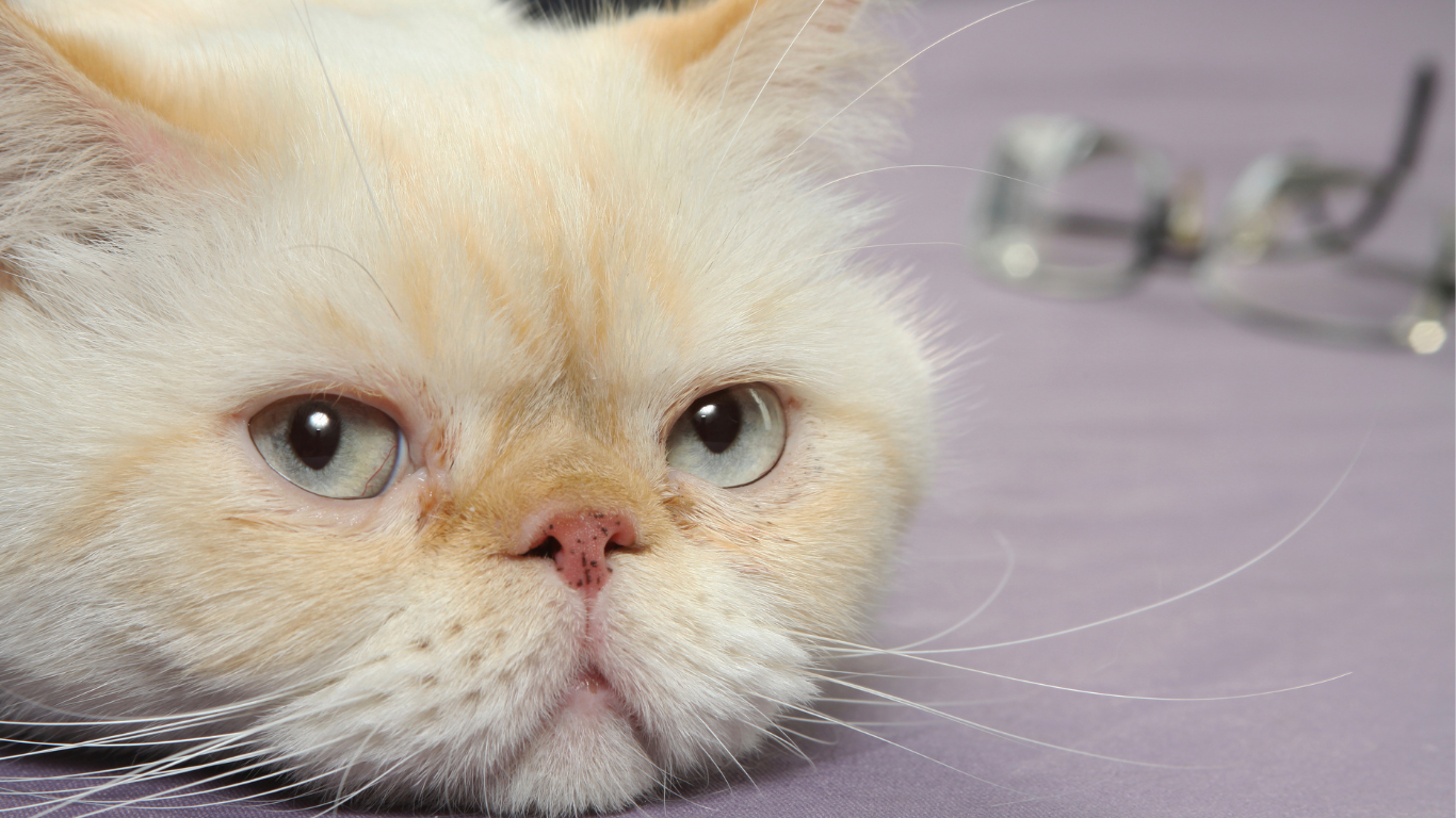 Katze hat schlapp ihren Kopf abgelegt