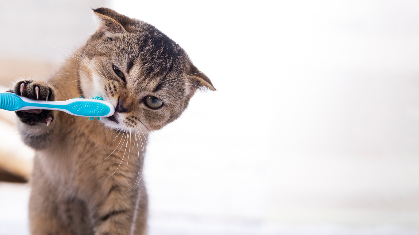 Katze mit Zahnbürste