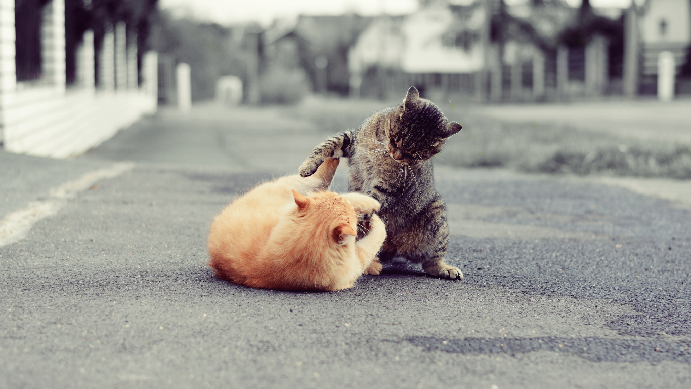 Zwei Katzen kämpfen auf der Straße