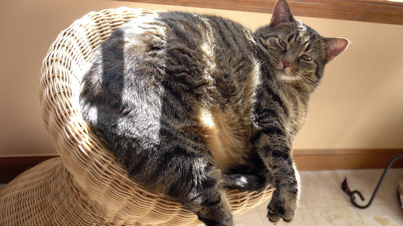 Übergewichtige Katze liegt auf Baststuhl