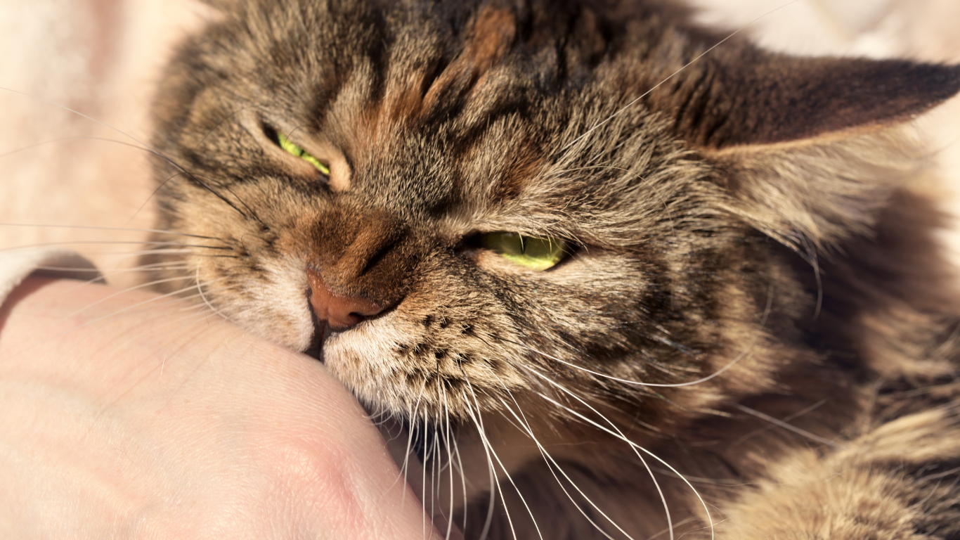 Katze beißt in Menschenhand