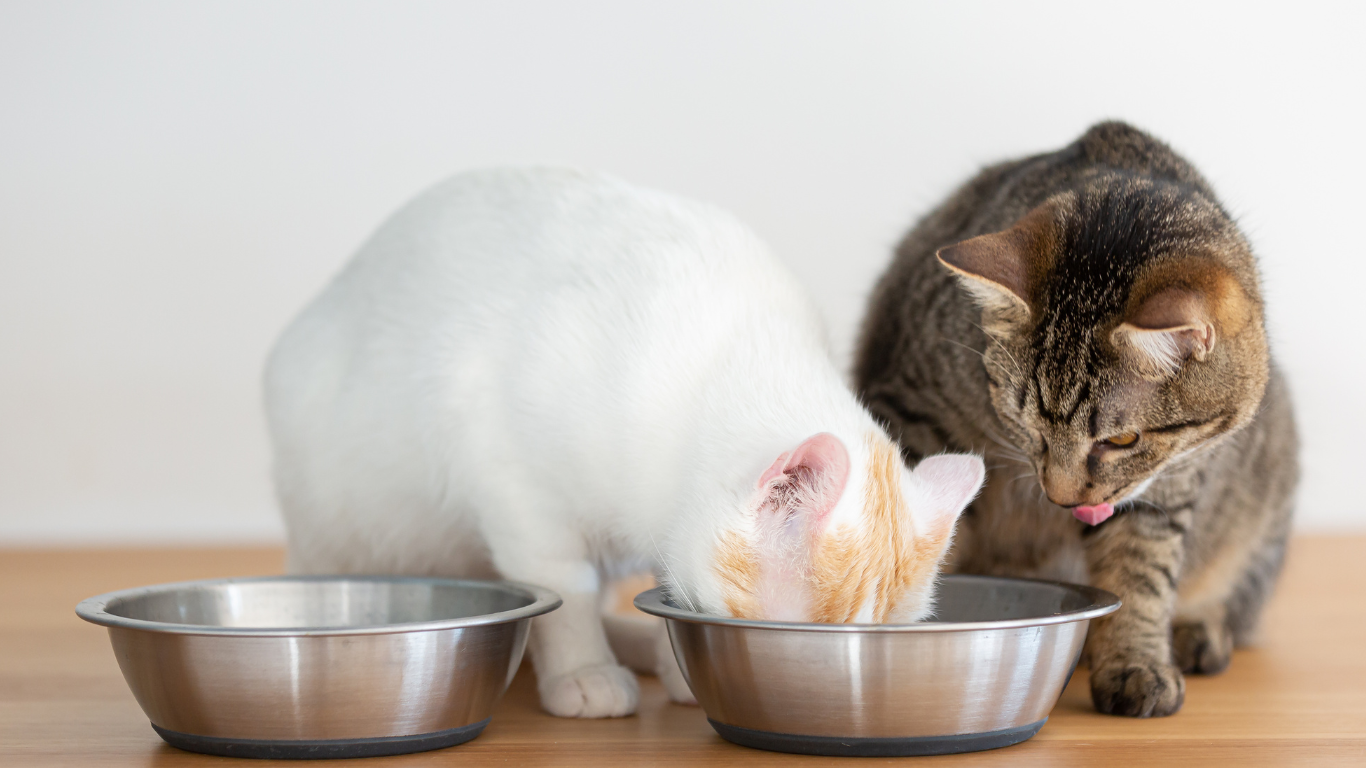 Zwei Katzen fressen aus einem Napf