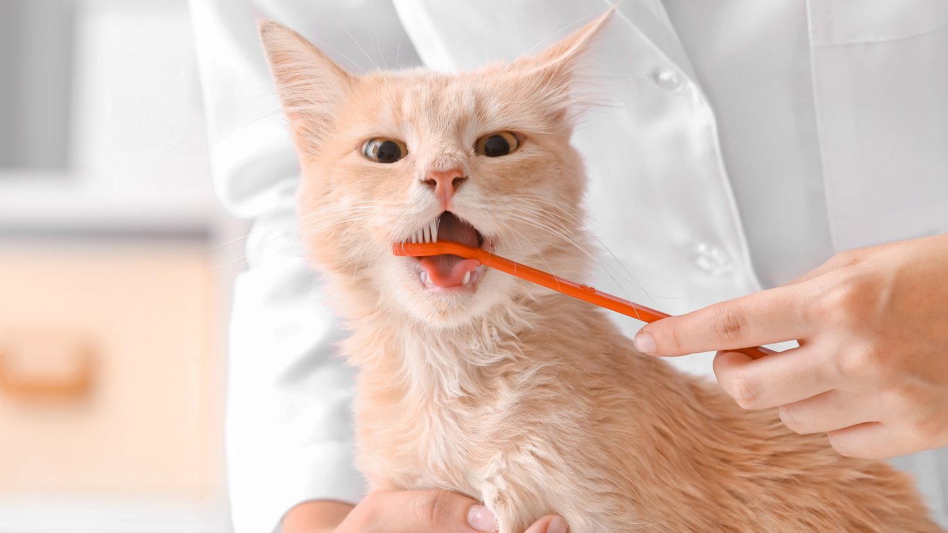 Mundgeruch bei der Katze