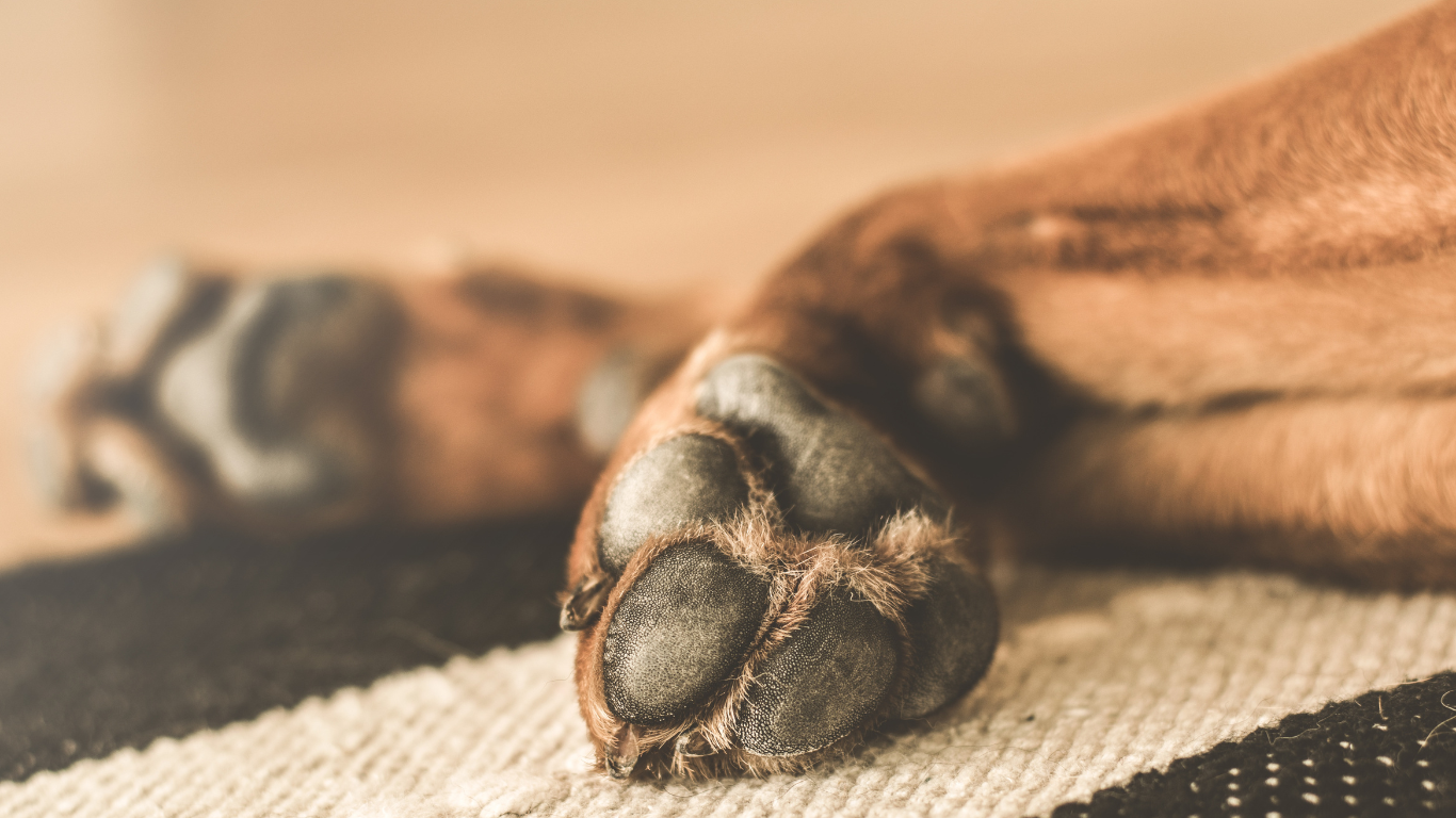 Krallen-verletzungen beim Hund