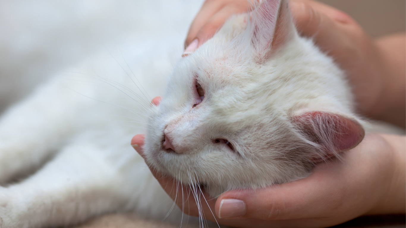 Das Fibrosarkom bei der Katze