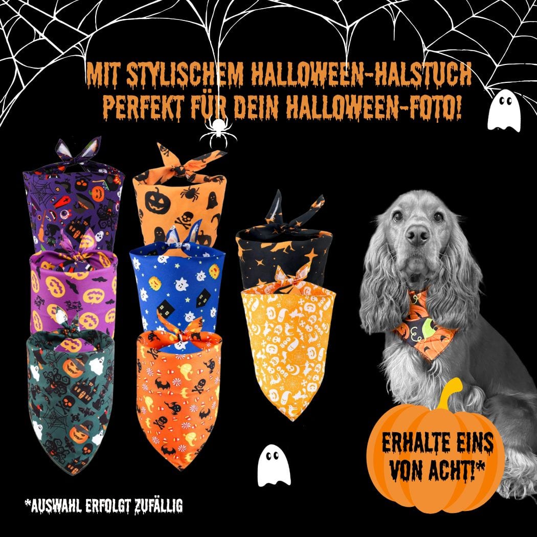 Halloween Box für Hunde