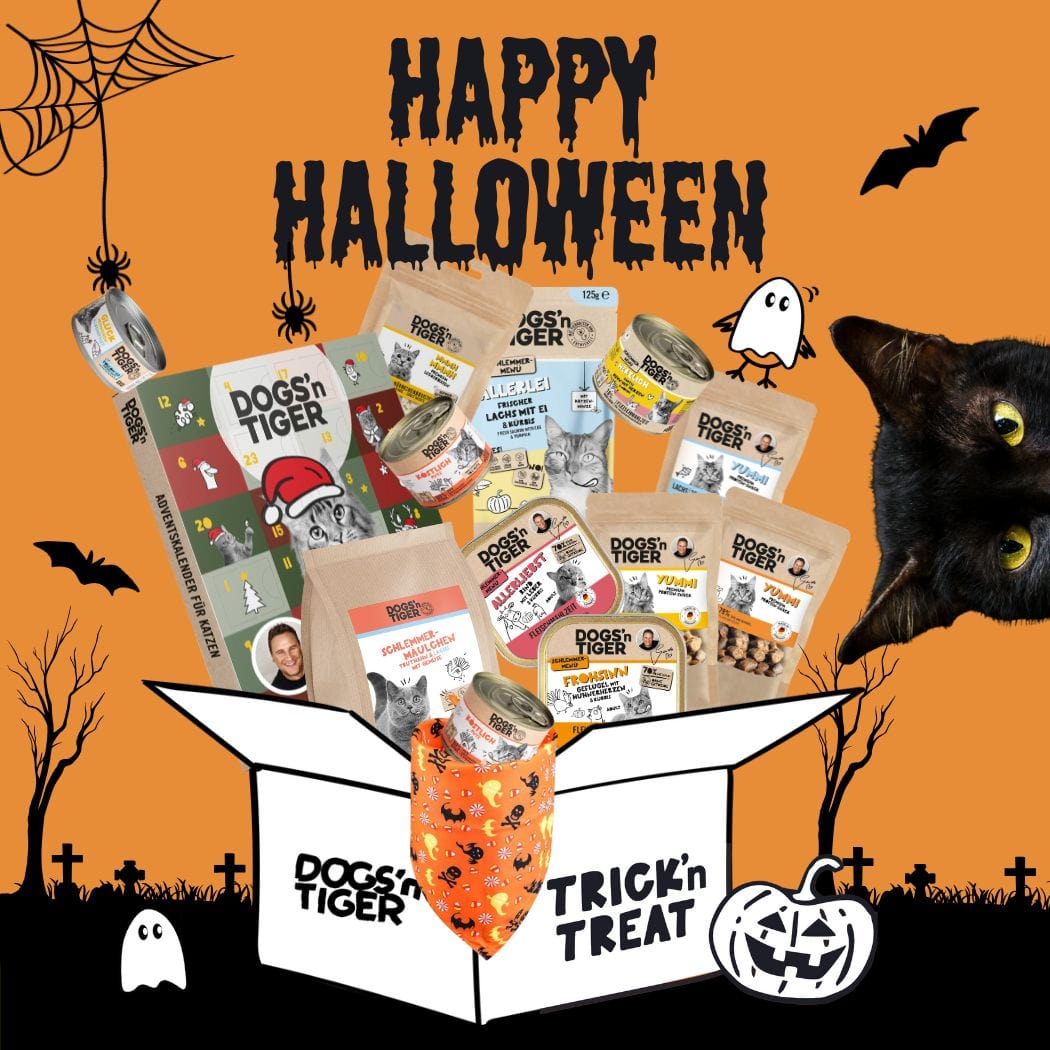 Halloween Box für Katzen