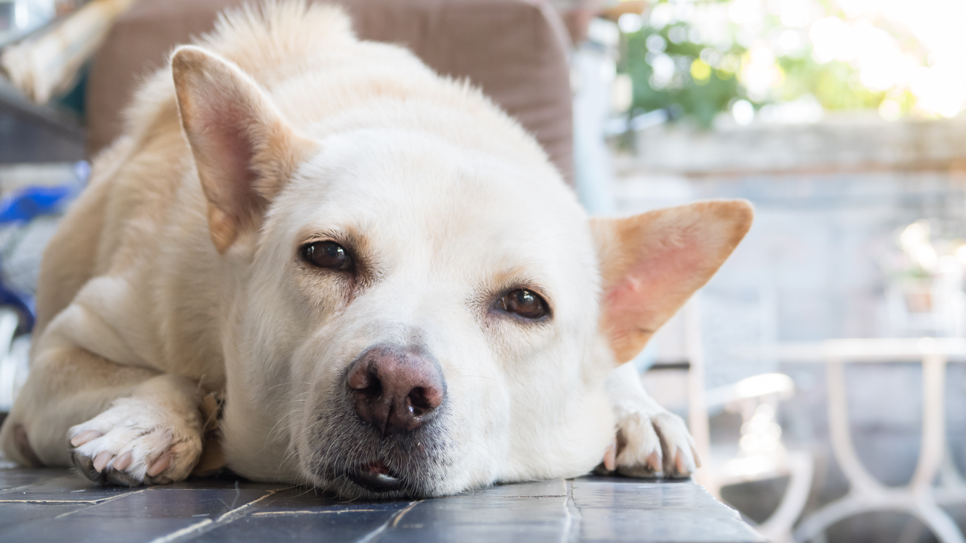 Erkrankung Nebennierenrinde Hund