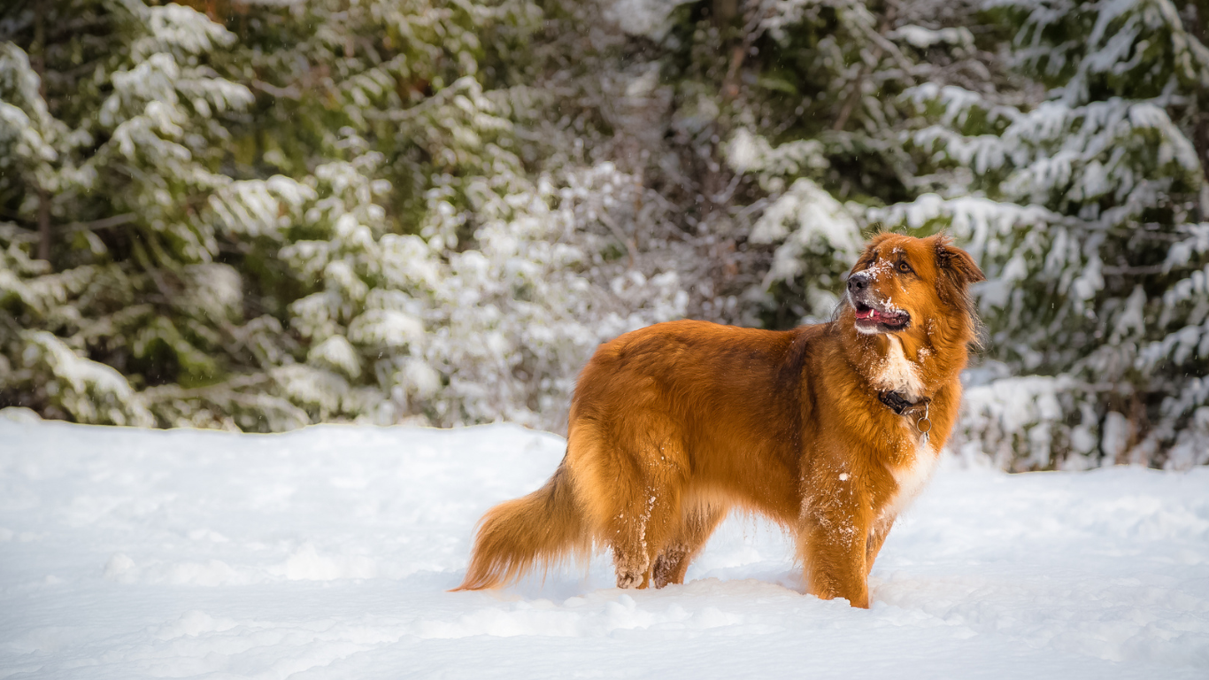 So verwöhnst Du  Deinen Hund im Winter - 5 Tipps für die kalte Jahreszeit