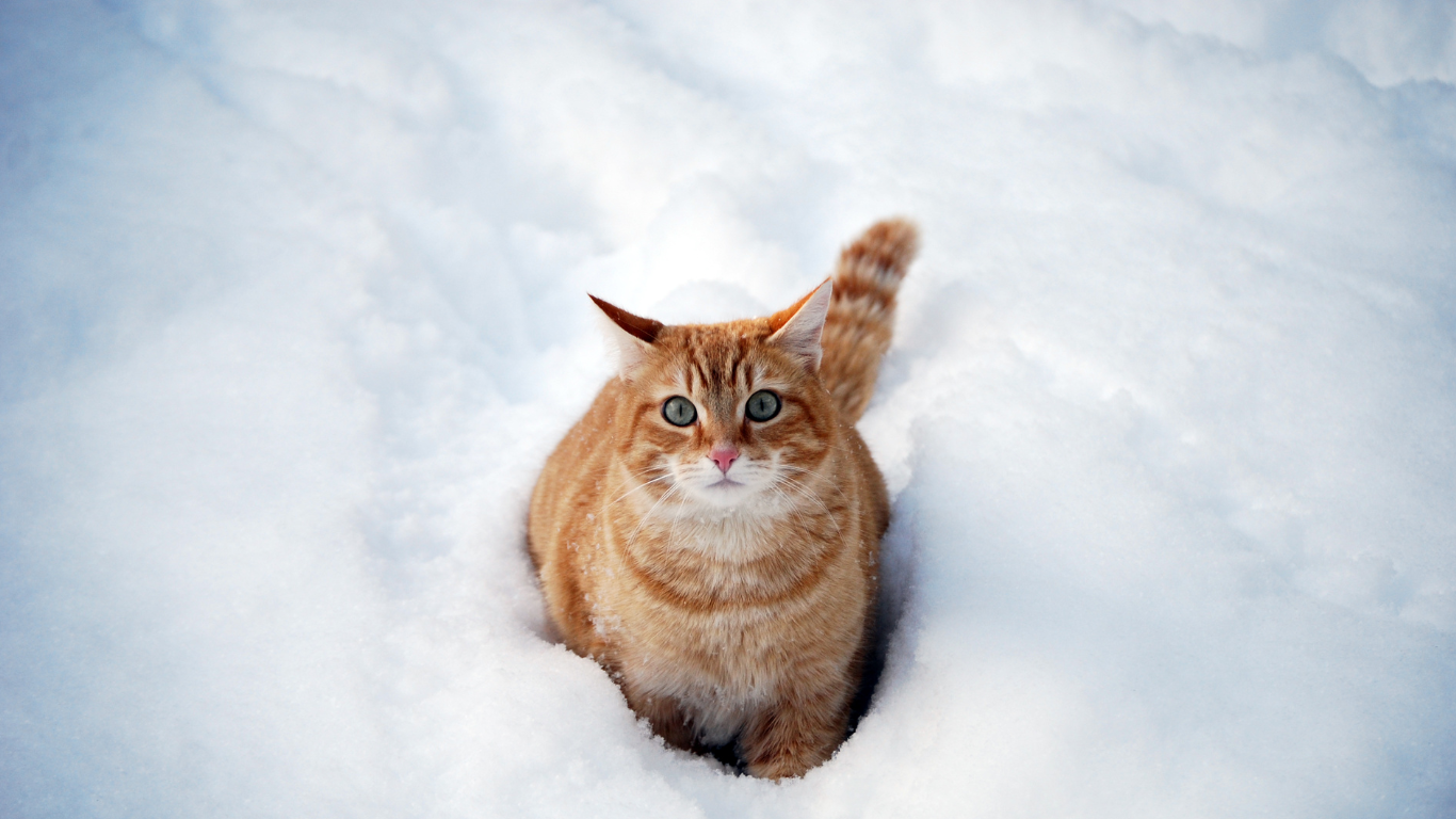 So verwöhnst Du Deine Katze im Winter - 5 Tipps für die kalte Jahreszeit