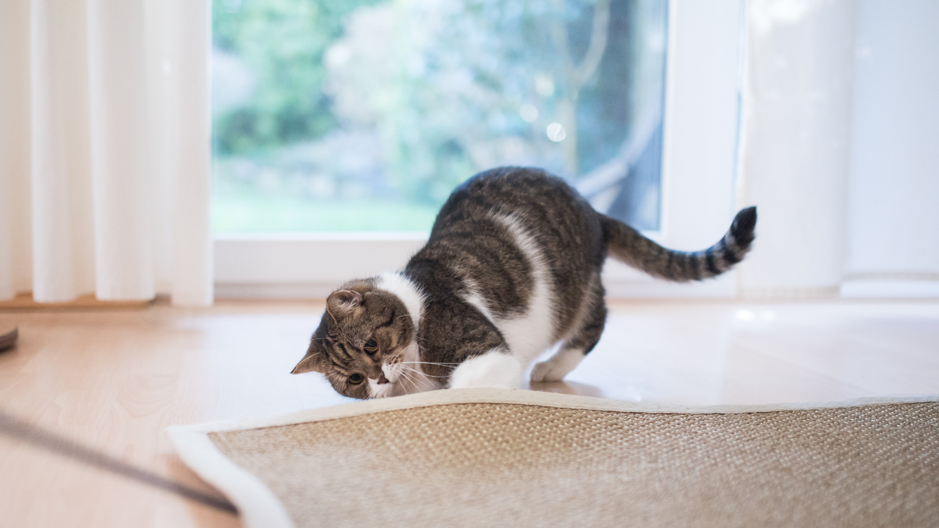 Die Sprache der Katze – Teil 1: Die Schwanzhaltung