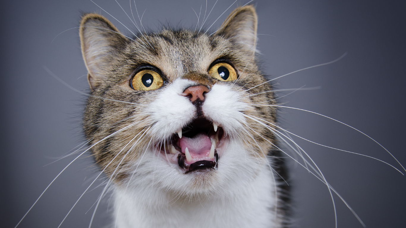 Die Sprache der Katze – Teil 2: Das Miauen