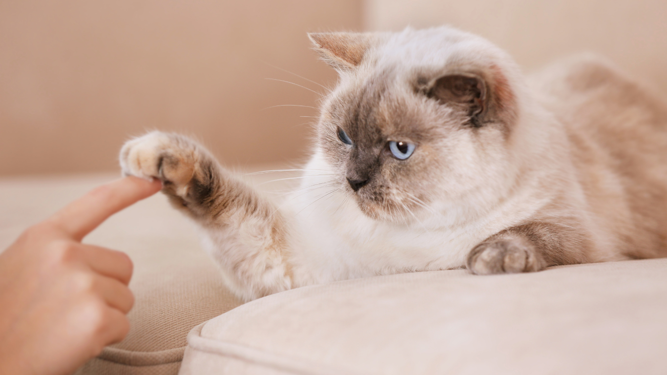 Meiner Katze Tricks beibringen – geht das überhaupt?