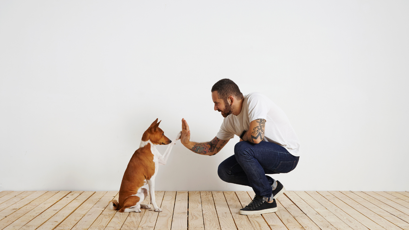Denkspiele für Hunde: So beschäftigst Du Deinen Doggo und hältst ihn fit!