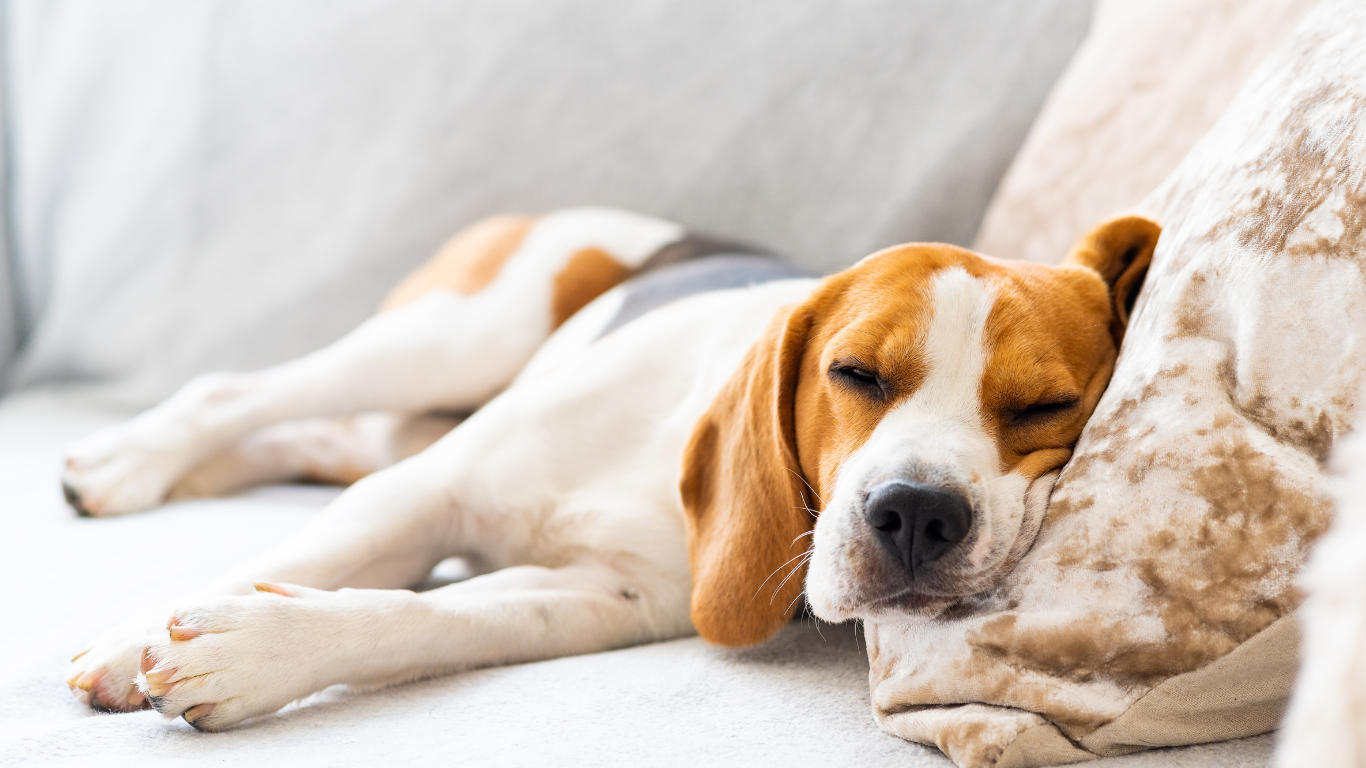 Hund liegt und schläft