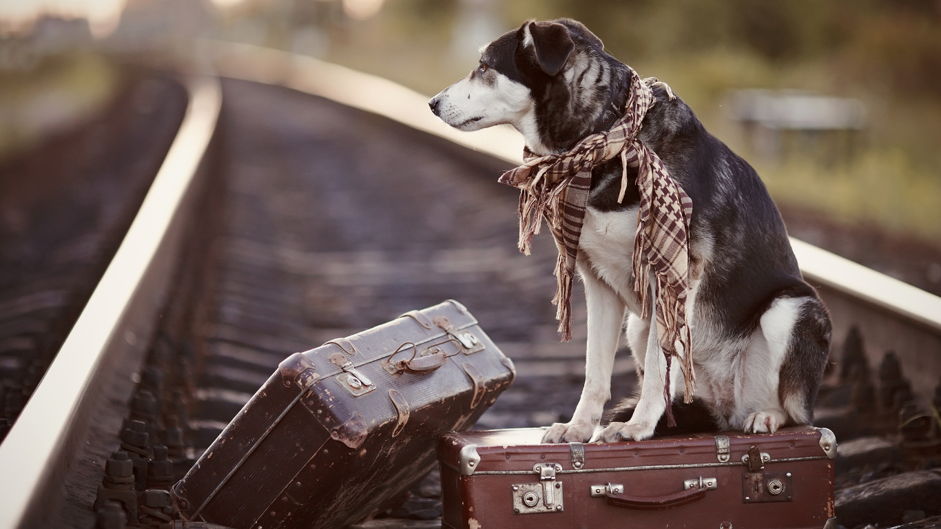 Hund auf Bahngleis mit Koffern