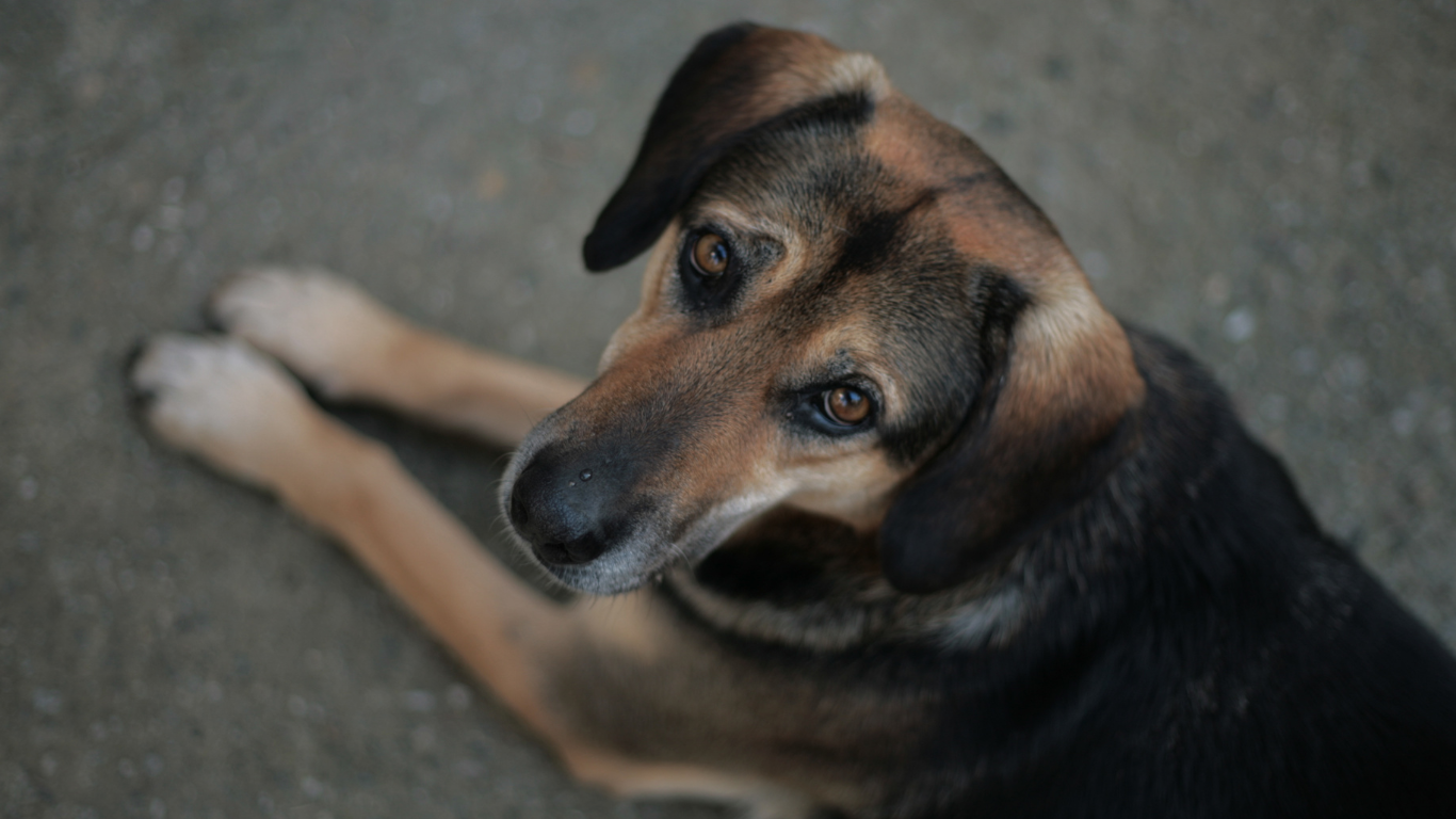 Hund liegt auf Boden und schaut in die Kamera