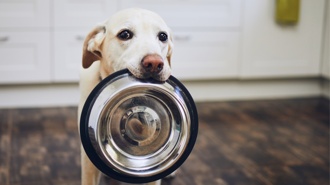 Hund mit Futternapf