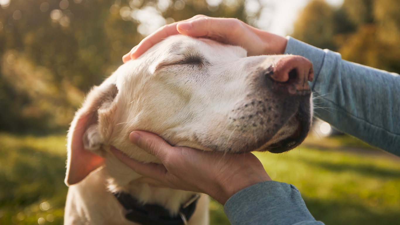 Der geriatische Hund - Was Du beachten musst