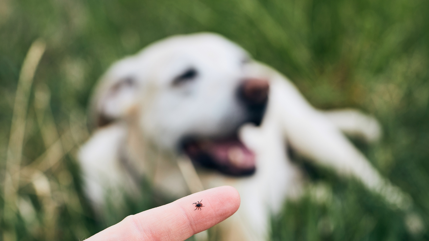 Eine Zecke wird auf dem Finger gehalten, ein Hund ist im Hintergrund