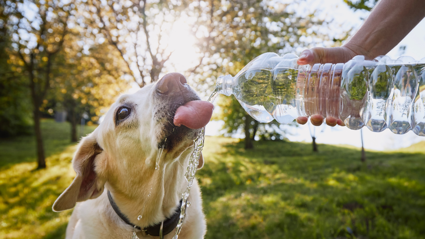 Einem Hund wird im Grünen Wasser gegeben