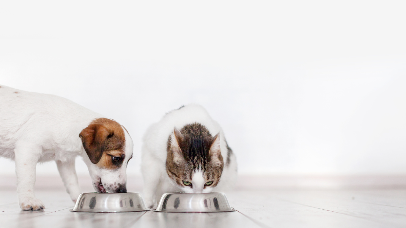 Hund und Katze fressen aus ihren Näpfen
