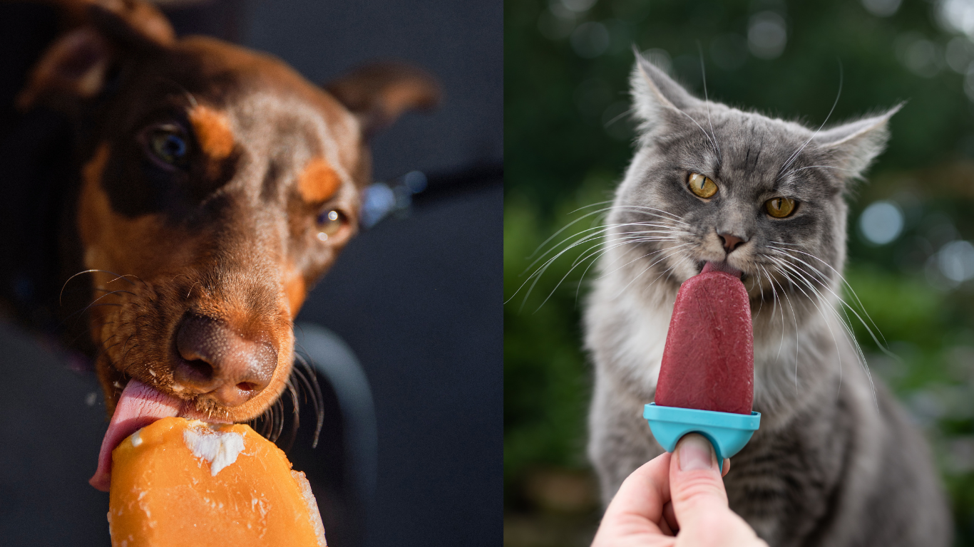 Hund und Katze lecken an Eis
