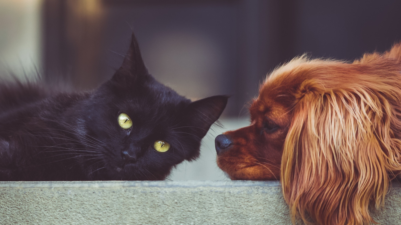 Hund und Katze liegen nebeneinander