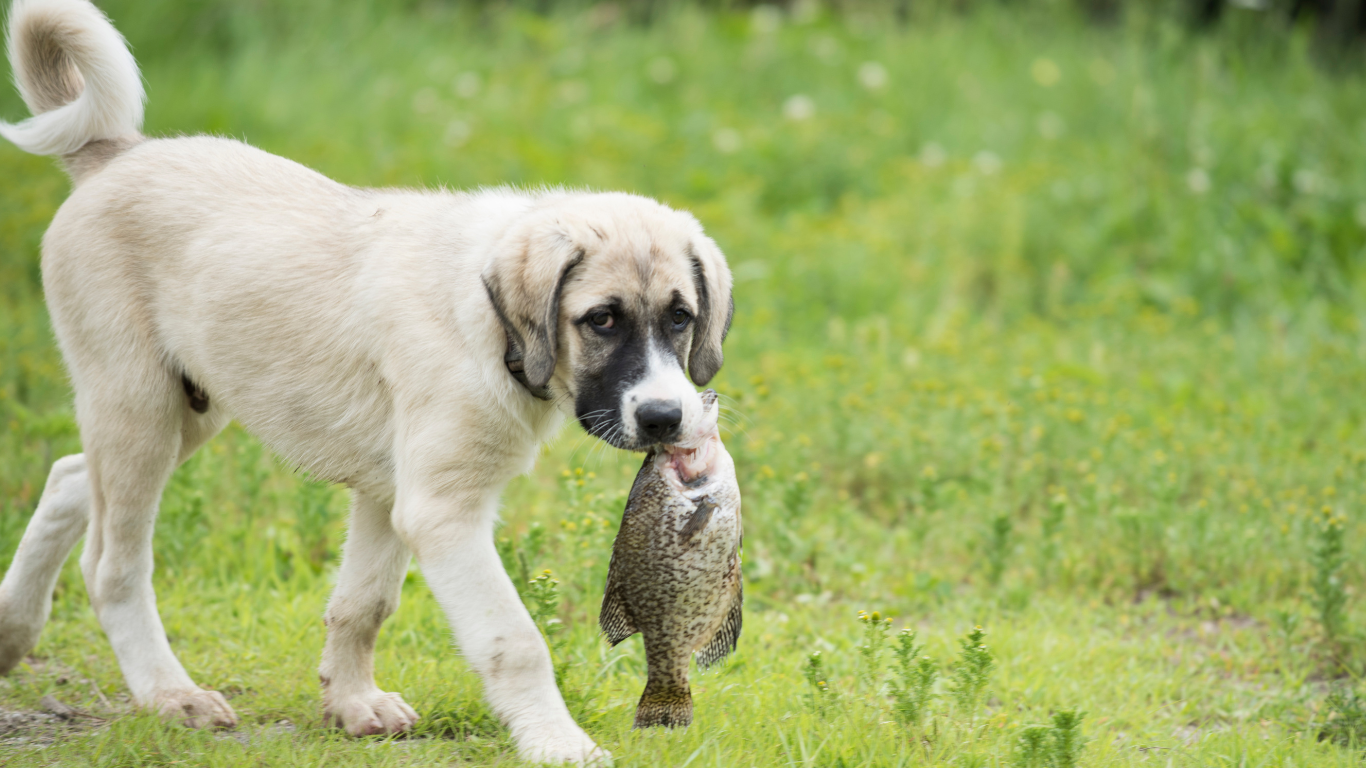 Hund im Grünen mit einem Fisch im Mund