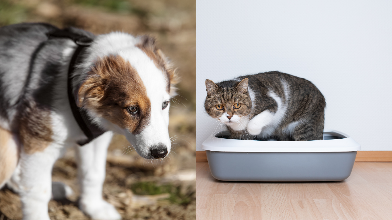Hund macht draußen sein Geschäft, Katze sitzt auf Katzenklo