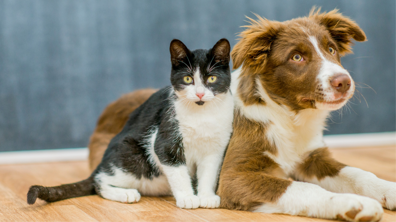 Katzensprache vs. Hundesprache: So ticken unsere Tiere