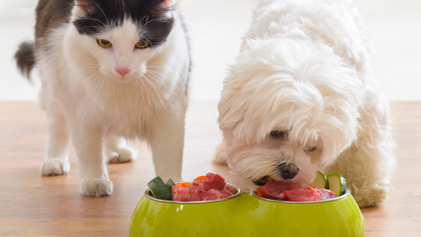 Katze und Hund stehen vor vollen Näpfen