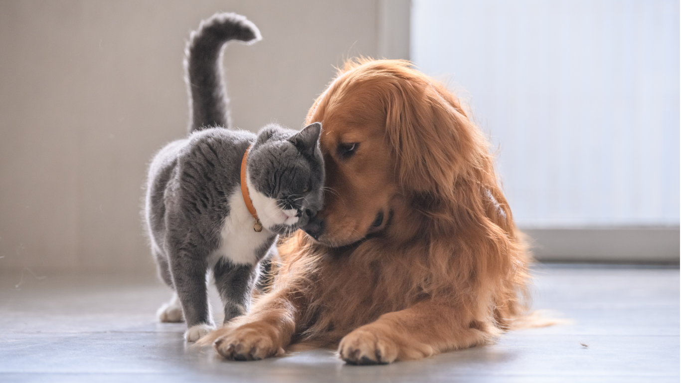 Katze und Hund kuscheln miteinander