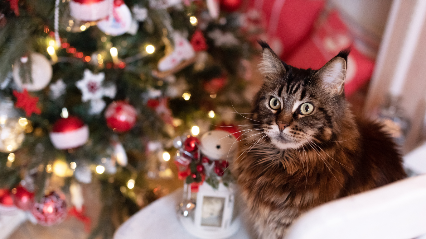 Katze sitzt vor Weihnachtsbaum