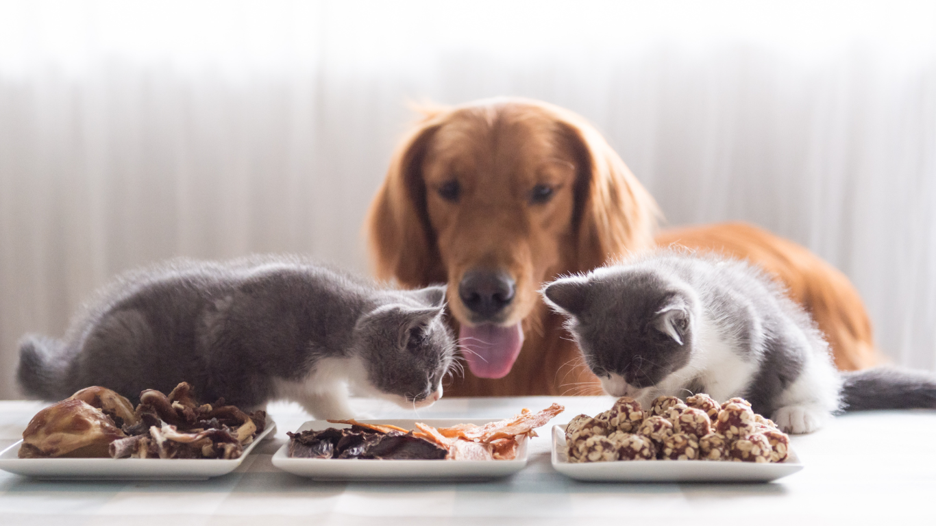 Ein Hund und zwei Katzen vor Futter