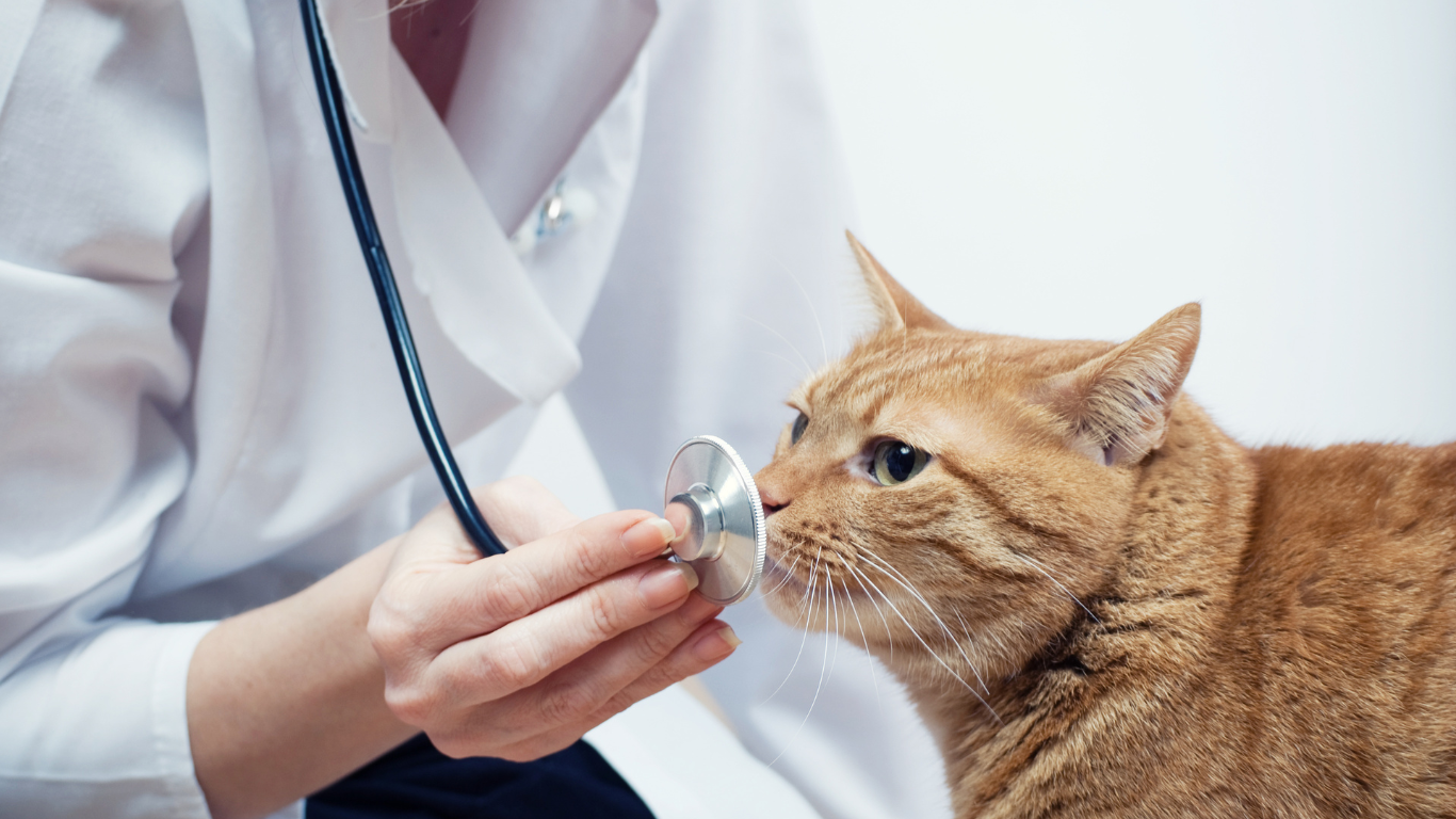 Katze wird untersucht