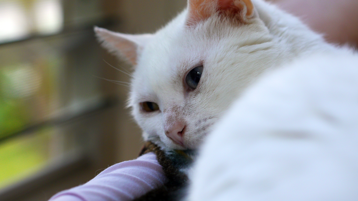 Weiße Katze sieht traurig aus