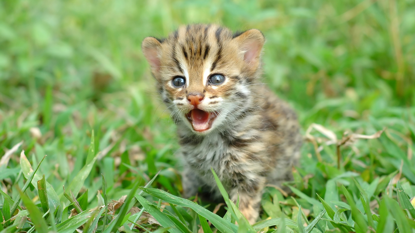 Babykatze sitzt im Gras